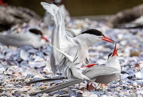 Manmade Common Tern breeding platform on Behance