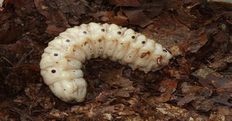 Beetle Larvae - Learn About Nature