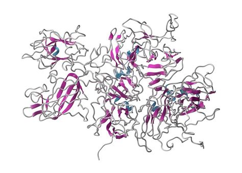 Coagulation Factor Viii Molecule #4 by Molekuul/science Photo Library