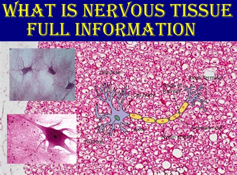 What is Nervous Tissue ? | Histology | Anjani Mishra