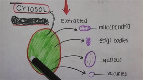 Cytoplasm vs Cytosol. - YouTube