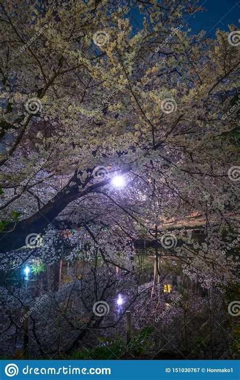 Cherry Blossoms of Inokashira Park Inokashira Park Stock Image - Image ...