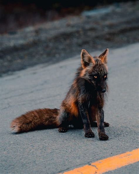 The incredibly rare and majestic Melanistic fox in 2020 | Cute animals ...