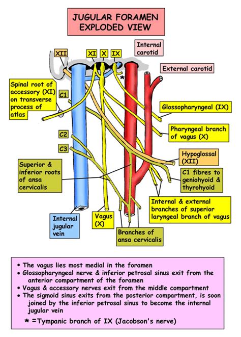 Jugular Foramen Cranial Nerves