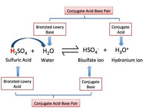 Bronsted-Lowry Base: Definition & Examples - Video & Lesson Transcript ...