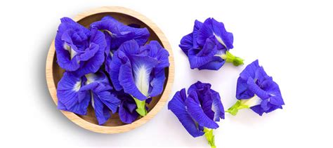 Blue Pea Flower Benefits | Best Flower Site