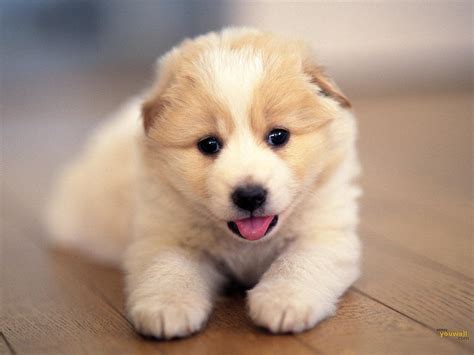 Cute Dog Wallpapers - Wallpaper Cave