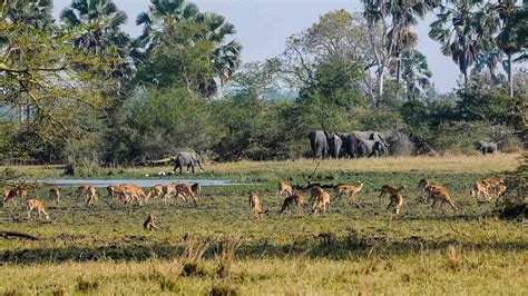 Roaring ahead: Is this park Malawi's next Big Five destination ...