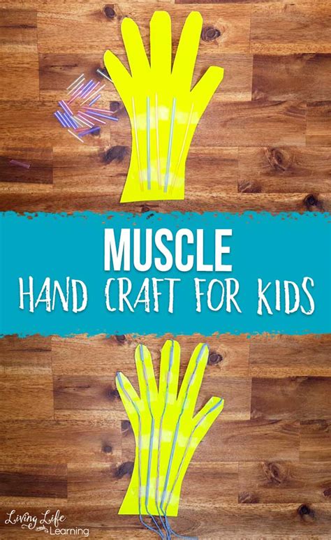 Awesome Muscular System Hand Craft for Kids