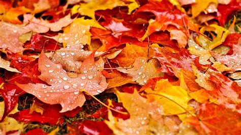 Fall Leaves Wallpapers - Top Free Fall Leaves Backgrounds - WallpaperAccess