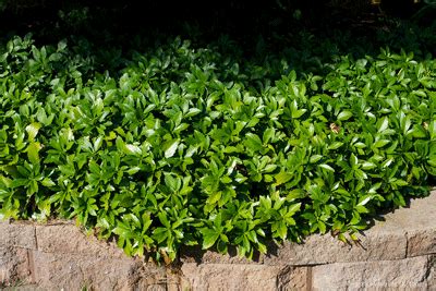 How to plant Pachysandra (Japanese Spurge) - (with video) | ProPlugger