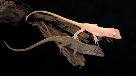 ‘Game-changing' gene edit turned this anole lizard into an albino ...