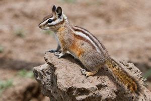 Chipmunk and Squirrel Identification - NatureMapping