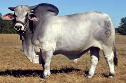 Brahman | The Cattle Site