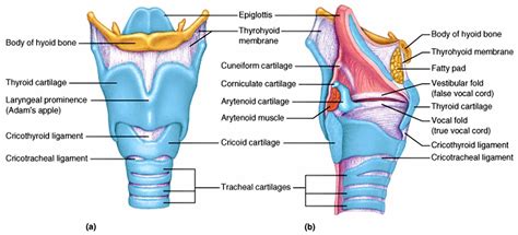 Thyroid cartilage anatomy, function & thyroid cartilage fracture