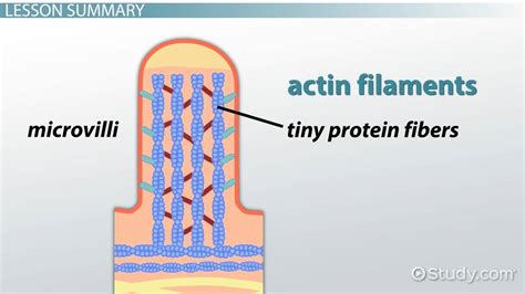 Microvilli vs. Cilia Structures & Sizes | What are Microvilli & Cilia ...