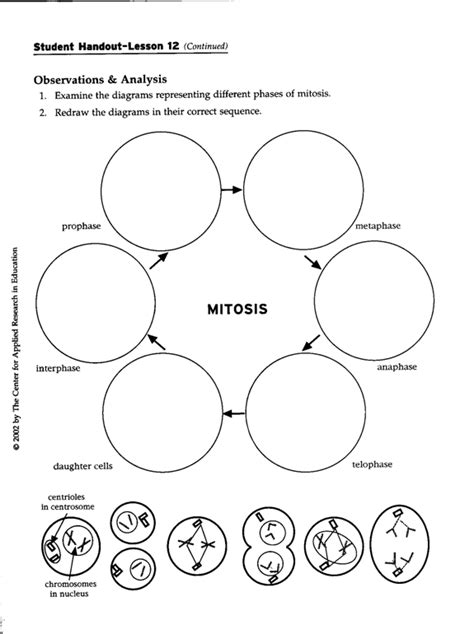 Mitosis Phases Worksheet