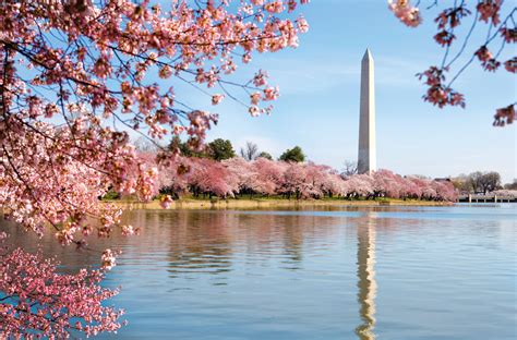 DC Cherry Blossom Pictures Wallpapers - Top Free DC Cherry Blossom ...