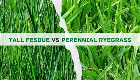 Tall Fescue Vs Perennial Ryegrass: 10 Main Differences And Which Is The ...