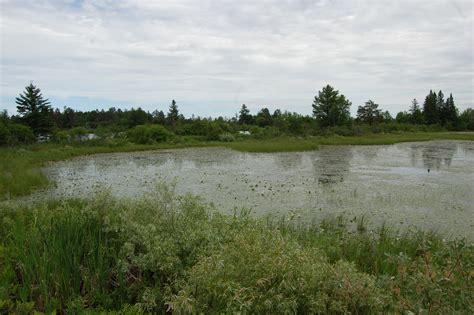 Seney National Wildlife Refuge Observation Pond - Travel the Mitten