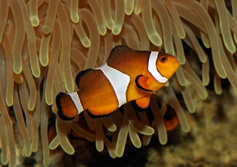 Anemone fish | Clownfish, Symbiosis & Reefs | Britannica