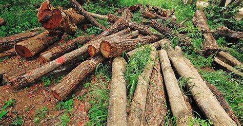 France Provides Funds to Help Caribbean Fight Deforestation - CNW Network