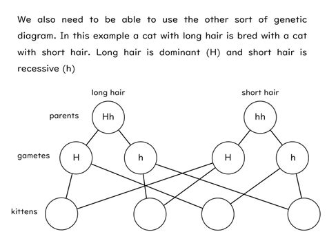 Genetic Diagrams Slides and Worksheet (GCSE Biology AQA) | Teaching ...