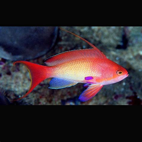 Pseudanthias squamipinnis mâle 6 à 8 cm