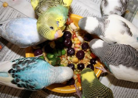 Parrot Friendly Fruits And Greens: What And How To Feed Your Pet Birds ...