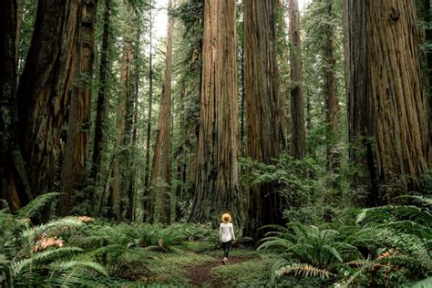 9 EPIC Hikes at REDWOOD NATIONAL PARK (+Helpful Video)