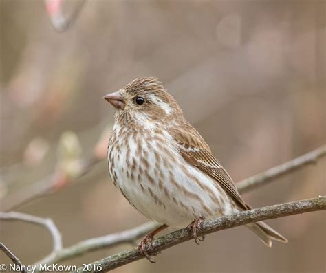 Photographing Purple Finches - The Groundwork of Bird Photography ...