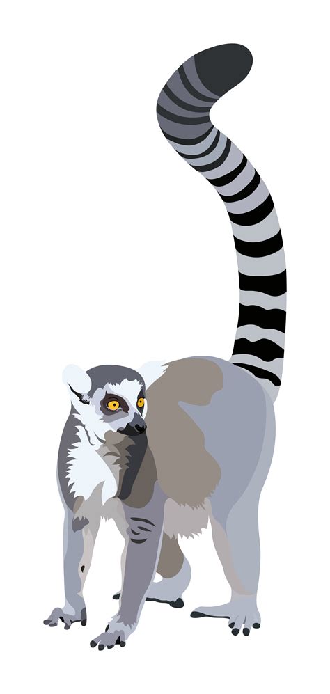 Lemur Vector Transparent - PNG All | PNG All