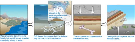 5.1.2 What are fossils? – Earth & Space Science