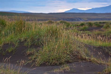 Volcanic Ash Field in Iceland Stock Image - Image of ripple, moss: 29774667