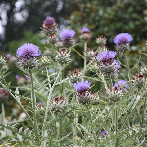 Buy cardoon Cynara cardunculus: £5.99 Delivery by Crocus