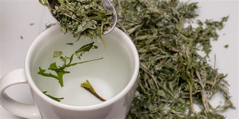 Mugwort Tea Benefits & Side Effects | Kent Tea & Coffee Co