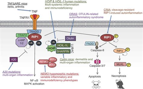 TNF Alpha Signaling Pathway