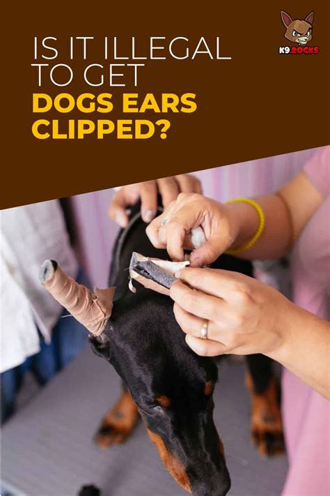 Is It Illegal To Get Dogs Ears Clipped? - K9 Rocks