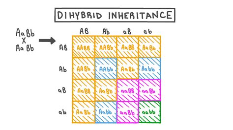 Dihybrid Cross Punnett Square Worksheet