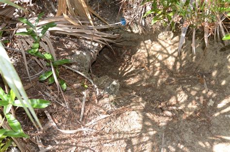 Protecting and Conserving Gopher Tortoises – National Geographic Blog