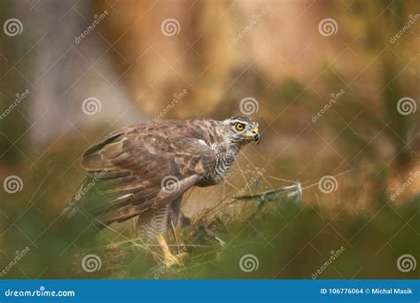 Beautiful Nature of Czech. Wild Nature Stock Photo - Image of forest ...