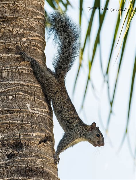 yucatan squirrel (4) | gary richardson | Flickr