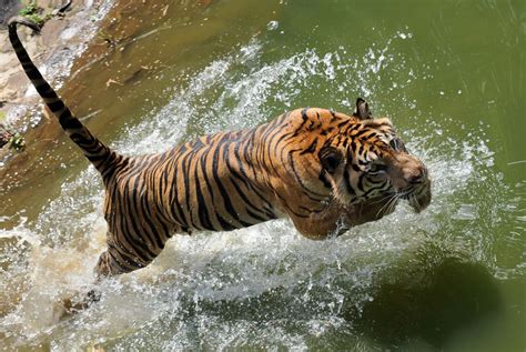 The final days of the Sumatran tiger? | CNN