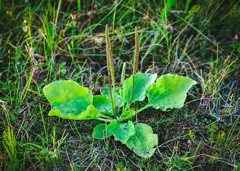 Foraging Plantain: Identification and Uses