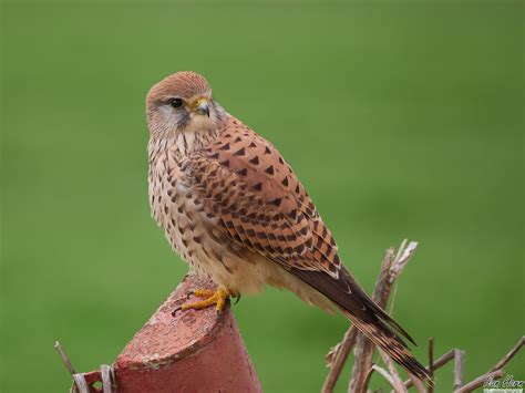 Female Common Kestrel