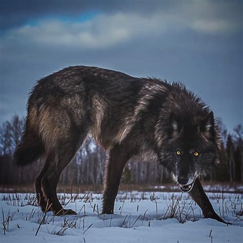 Giant black wolf in defense mode : r/wolves