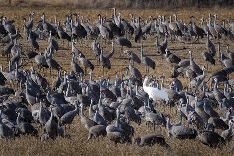 Whooping Crane (Grus americana) in a cornfield with Sandhill Cranes ...