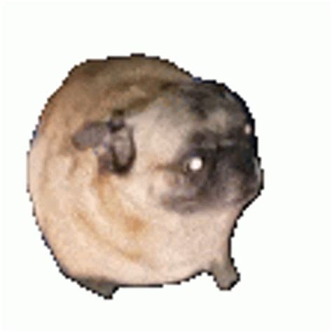 Dancing Pug Vibing Sticker - Dancing Pug Vibing - Discover & Share GIFs