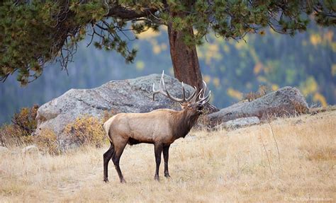 Bull Elk Bugling, Rocky Mountain National Park