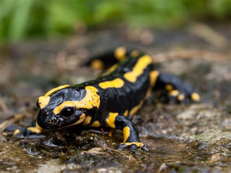 Black and yellow lizard, fire salamander HD wallpaper | Wallpaper Flare